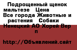 Подрощенный щенок мальтезе › Цена ­ 15 000 - Все города Животные и растения » Собаки   . Ненецкий АО,Хорей-Вер п.